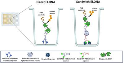 Enzyme linked oligonucleotide assay for the sensitive detection of SARS-CoV-2 variants